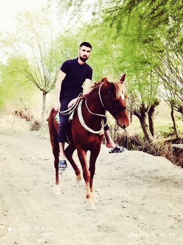 qarabağ atı satılır v Azərbaycan | Xalçalar: Atlar