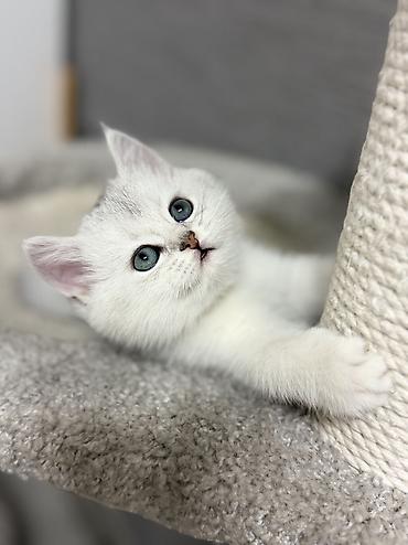 Продажа кошек: Скотиш Фолд (Шотландская вислоухая), 2 месяца, Девочка — 3