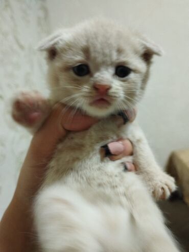 продажа птиц в баку: Шотландская, Самец, Самовывоз