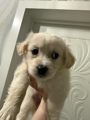 İtlər: Retriever, 2 ay — 17