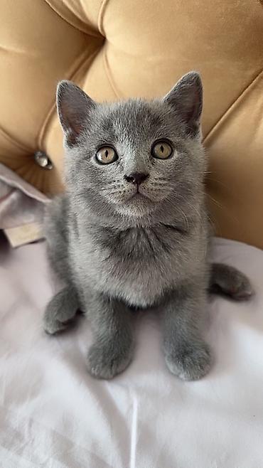 вислоухий сиамский кот: Шотландский короткошёрстный котёнок, окраса блю (серый). - Плюшевая — 1
