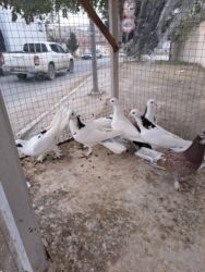 вольер для кота: 10 manat - Növ: oyun/ev göyərçini - Rənglər: ağ əsas ton, bəzilərində