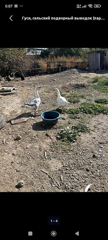 жапалак птица: Гуси, сельский подворный выводок (пара) - Домашние гуси, выращенные — 3
