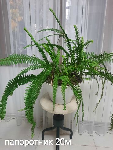 Otaq bitkiləri: Otaq bitkiləri kolleksiyası 1) Papоротnik – 20 m - Sərfəli otaq — 1
