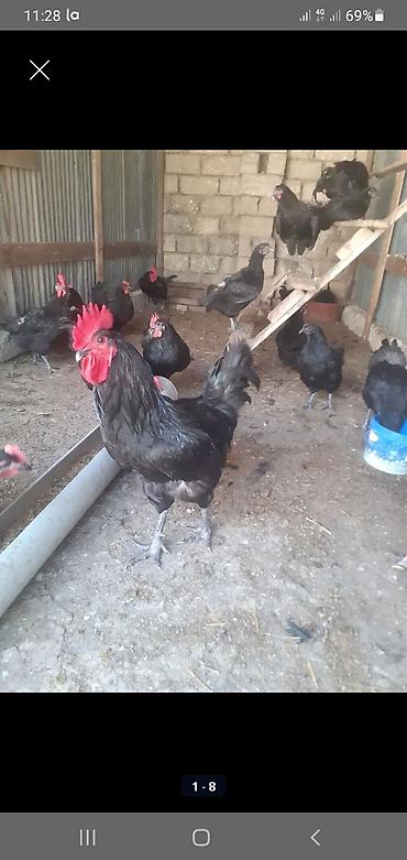 Toyuq, Australorp, Damazlıq lalafo.az -da Toyuq, Australorp, Damazlıq