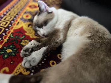от клещей: 1 год, Девочка, Приучена к лотку, Проглистована, С прививками — 2
