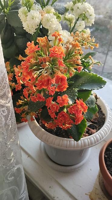 Другие комнатные растения: Комнатные растения — набор 1) Пальма комнатная (вероятно — 6