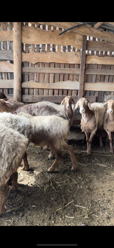 арашан овец: Продаю | Овца (самка), Ягненок, Баран (самец) | Арашан | Для разведения | Племенные, Матка