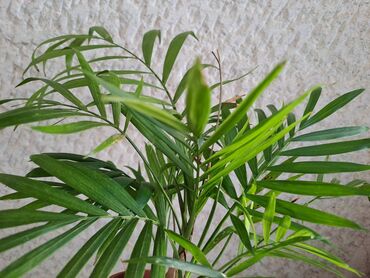 chloe: Palma, Chlorophytum, Maranta, velike biljke, pogodne za sve vrste