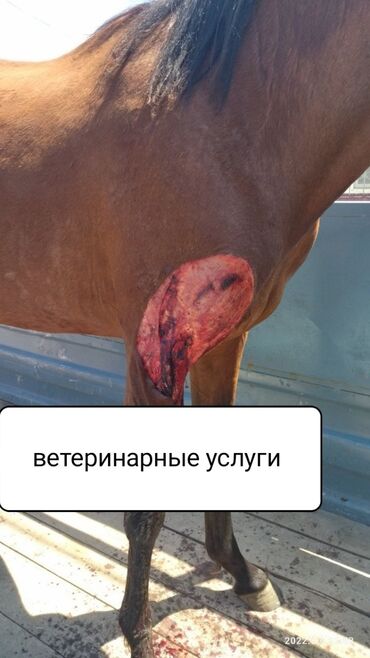 Услуги ветеринара: Ветеринарные услуги Лечение и профилактика респираторный,заразных