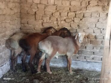 собака доберман сколько стоит: Продаю | Баран (самец) | Полукровка | На забой, Для разведения | Племенные
