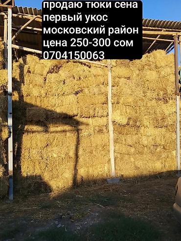 силос сатам: Тюки сена, первый укос. Складировано под навесом, прессованные тюки — 1