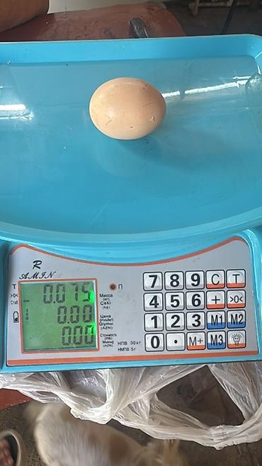 hamster satisi: Toyuq, Yumurtalıq — 4