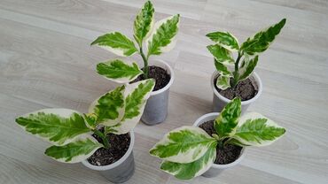 Башка бөлмө өсүмдүктөрү: Распродаю деток комнатных растений по 50 сомов. В продаже педилантус