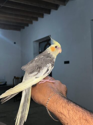 Tutuquşları: Açıq boz və ağ rənglərdə olan Korella tutuquşu. Bu quşlar sakit və
