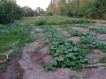 Продажа домов: Времянка, 53 м², 3 комнаты, Собственник — 18