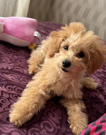 coban itleri: Pudel, 3 ay, Dişi, Peyvəndli — 1