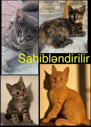 Pişiklər: Dişi, Yaxşı əllərə, Ünvandan götürmə