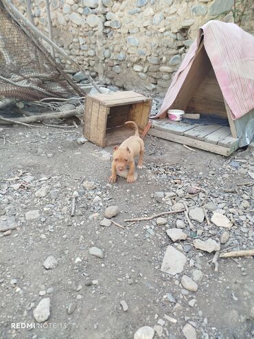 i̇tlər xaski: Pitbul, 2 ay, Erkek, Sənədli, Ödənişli çatdırılma