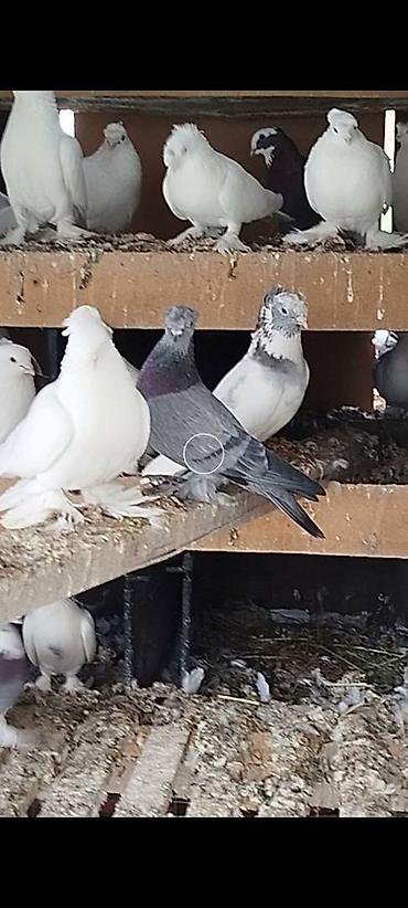 Птицы: Племенных голубей старопородный — 4