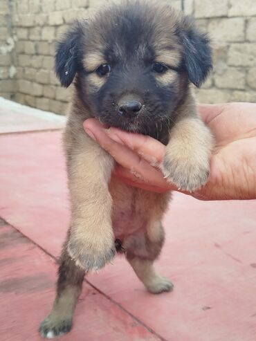 küçük it: Zvonok, 1 ay, Dişi