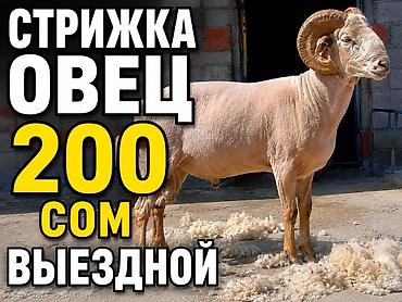 токмок собаки: Сатам | Ургаачы кой (ургаачы), Козу, Кочкор (эркек) | Арашан | Союуга — 1