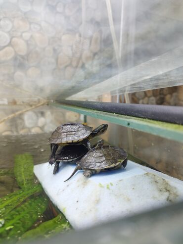 Аквариумы: Мы находимся а Беловодске! Аквариумные рыбки! черепахи тритоны !!!! — 12