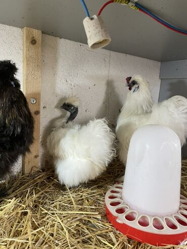 Toyuqlar: Toyuq, Damazlıq, Ünvandan götürmə — 1