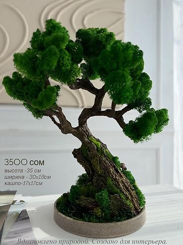 Декоративные цветы: Деревья-бонсай из натурального стабилизированного мха🌳 -это — 82