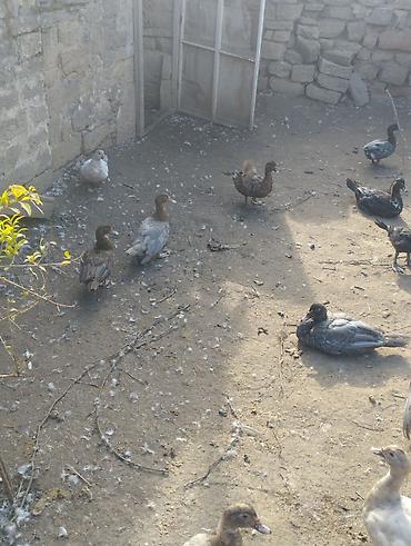 at satisi: Lal ördek Ler lavanda öküzü zümrüdü Macar 2 dişi 1 erkek 120 mnt tek — 5