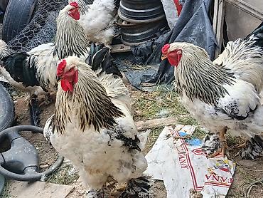 черный брама: Продаю | Петух | Брама | Для разведения — 7