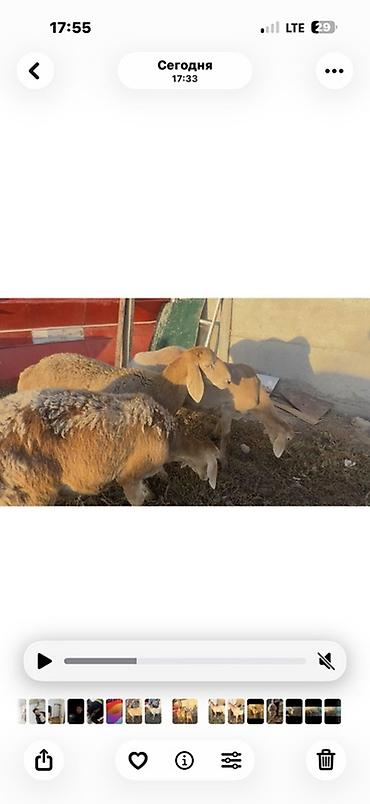 би 6: Продаю | Овца (самка), Ягненок | Арашан | Для разведения | Матка, Ярка — 2