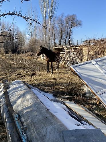 Лошади, кони: Продаю | Кобыла (самка) | Полукровка, Английская | Для разведения, Конный спорт — 1