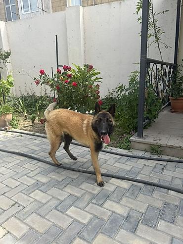 tuklu itler: Belçika çoban iti — 3