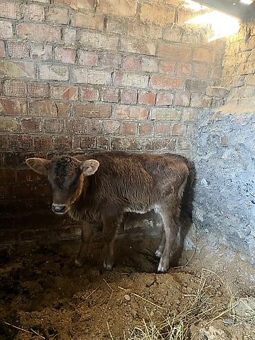 Коровы, быки: Продаю | Музоо, торпок | Полукровка | Для разведения | Искусственник — 9