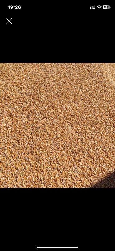 продаю в связи с переездом: Кукуруза зерно (кормовая) - Цельное сухое зерно кукурузы