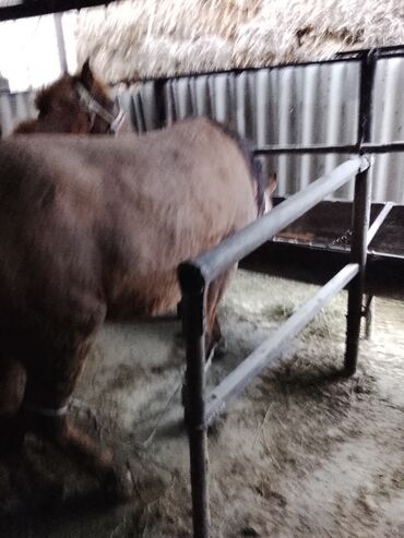 Лошади, кони: Продаю | Конь (самец) | Рабочий — 9