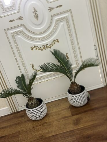 Другие комнатные растения: Продаю комнатные цветы! Зелёные, красивые, ухоженные — выращены с — 11