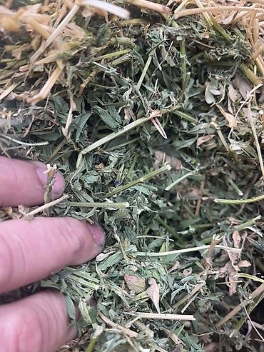 Корма для с/х животных: Беде тюк сатылат Сокулукта. 2-3 чү орум,беде суугарылган, гүлдөтүп — 11