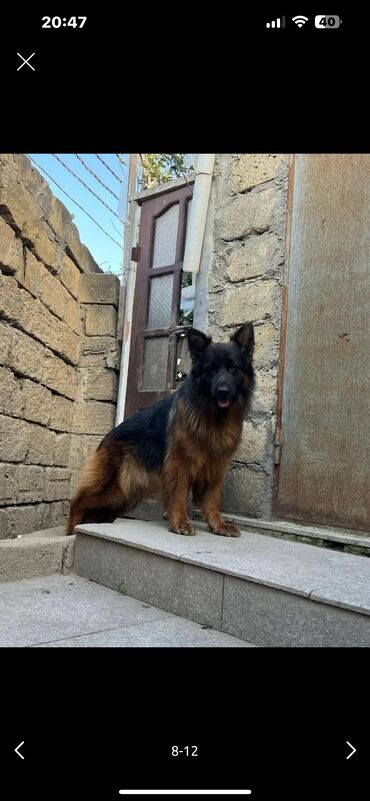 İtlər: Alman çoban iti, 3 ay, Erkek, Peyvəndli — 20