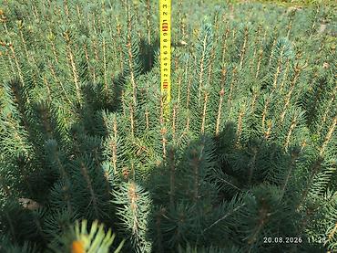 цветок фикус: Ель голубая (Picea pungens) — сеянцы/подрост 1–2 лет. Описание: - — 3