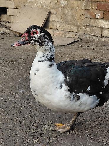 Другие с/х животные: Продаю куры, петух, индоутки Беловодске — 5