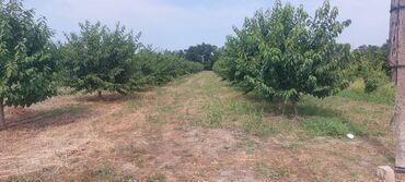 Torpaq sahələrinin satışı: 400 sot, Kənd təsərrüfatı, Mülkiyyətçi, Kupça (Çıxarış) — 15