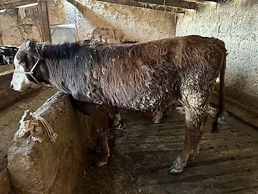 Коровы, быки: Продаю | Бык (самец) | На откорм — 7