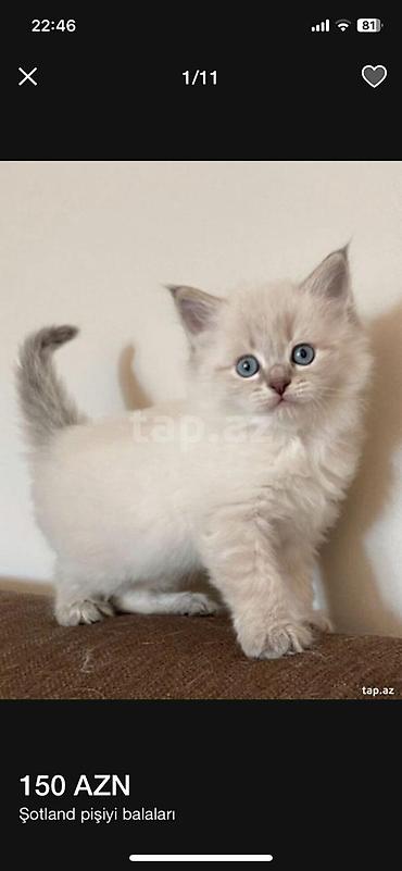 Pişiklər: Yaxşı əllərə — 9