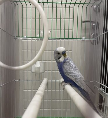 большая клетка для попугаев: Продаю попугай с сеткой
1500 
Срочно