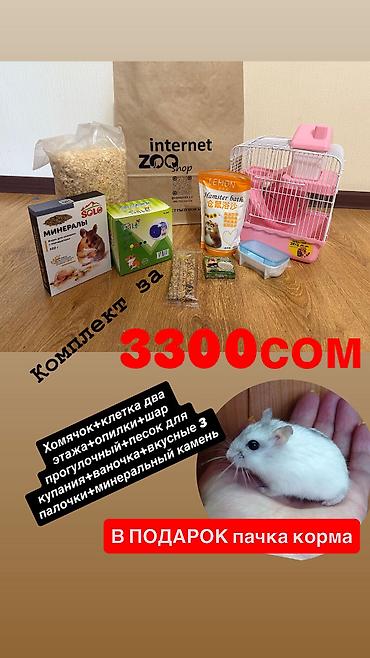 Хомяки: Продаются хомячки ручные. В нашем питомнике вы можете приобрести — 15