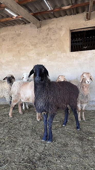 Баран, овца: Продаю | Овца (самка) | Для разведения | Матка — 16