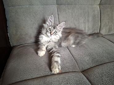 йоркширский терьер бишкек: Мейн-кун котёнок, серебристый мрамор (silver tabby) с эффектным — 5