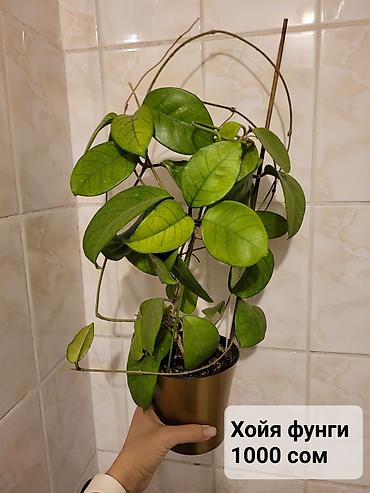 Хойи: Взрослые сортовые хойи
Цена, название и подробности на фото — 4